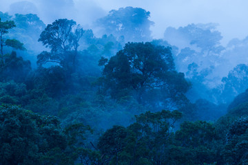 Aerial view of tropical rainforest in the mist.