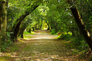 Path in a forest with Arched tree branches
