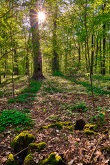 Baumstumpf im Wald mit Moos bewachsen. Im Hintergrund scheint die Sonne durch die Baumkronen die Bäume werfen Schatten in Richtung des Betrachters. Hochformat. 