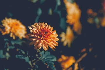 Fototapeta na wymiar Brown chrysanthemums grow on a bush in the park close-up, toned image