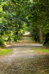 Fototapeta premium Ścieżka w lesie z łukowatymi gałęziami drzew