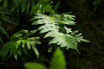 Green leaves on dark background, nature summer forest plant concept