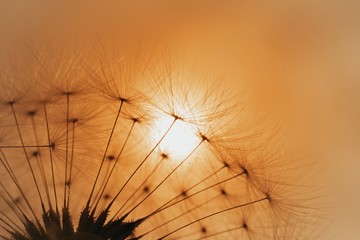 Beautiful sunset with dandelion silhouette, blurred nature