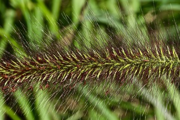 Blue Stem Seed Head