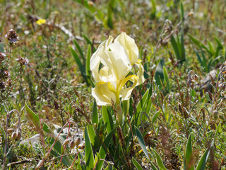 Iris lutescens - Die Gelbliche Schwertlilie an den hängen von Bessillon in Provence 