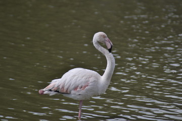 Fenicotteri rosa della Camargue, parco ornitologico, Les Saintes Maries De La Mer, Provence, Syud France