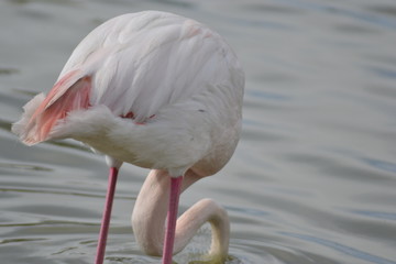 Fenicotteri rosa della Camargue, parco ornitologico, Les Saintes Maries De La Mer, Provence, Syud France