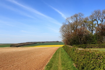 Beautiful English landscape with cherry trees flowering in the patchwork landscape of the Yorkshire wolds in springtime