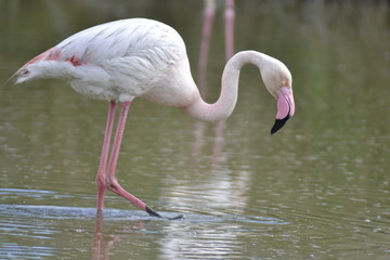 Fenicotteri rosa della Camargue, parco ornitologico, Les Saintes Maries De La Mer, Provence, Syud France