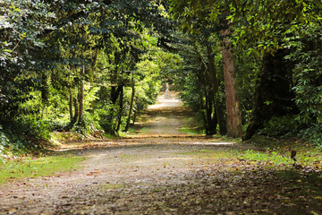 Fototapeta premium Path in a forest with Arched tree branches