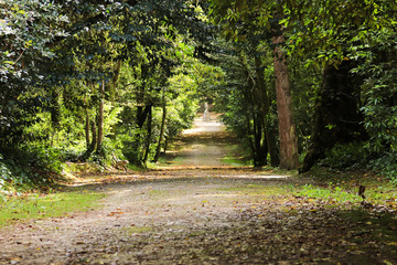 Path in a forest with Arched tree branches