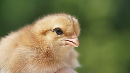 little baby chick