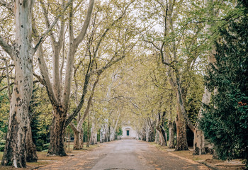 tree alley