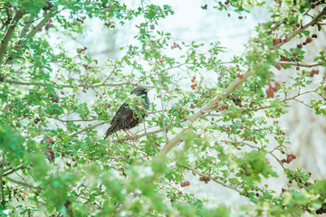 Rook sits on a tree and watches the world around.