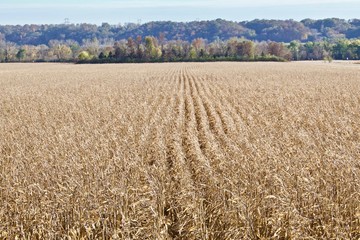 Ripe Soybean Field
