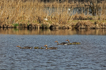 2 geese couples with offspring chicks