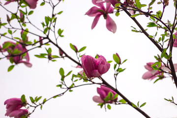 Natural background concept: yellow magnolia flowers on tree branches, white background, blur.