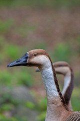 portrait of a swan goose, a second out of focus in the background