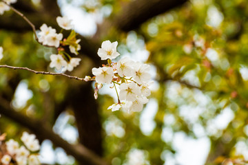 Beautiful cherry blossom sakura in spring time