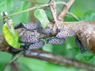 Spotted lantern fly (Lycra delicatula), swarm, on tree branch, Berks County, Pennsylvania