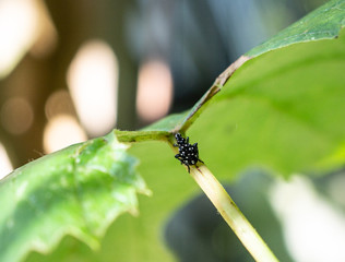 Spotted lanternfly (Lycra delicatula), black nymph on grape leaf, Berks County, Pennsylvania