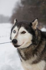 Close up of husky on snowy landscape