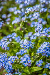 Obraz premium Myosotis (forget-me-nots) blooming flowers in close up
