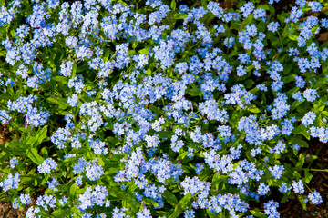Myosotis (forget-me-nots) blooming flowers in close up