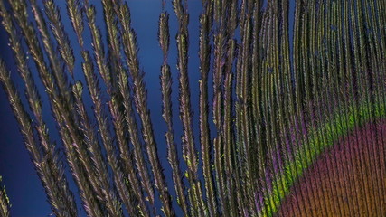 22052_Macro_shot_of_the_thin_feathers_of_the_peacock.jpg
