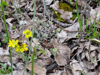 A photograph of honey bee collecting nectar from yellow flower in the spring time.