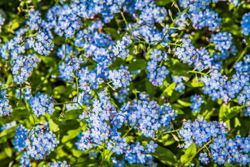 Myosotis (forget-me-nots) blooming flowers in close up