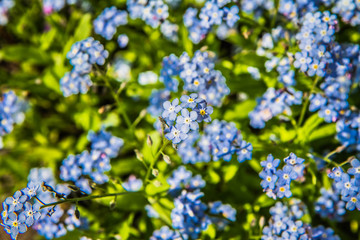 Myosotis (forget-me-nots) blooming flowers in close up