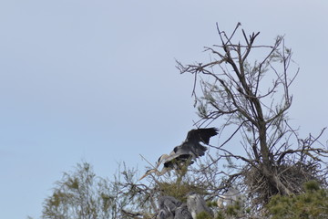 Airone Cenerino della Camargue, parco ornitologico, Les Saintes Maries De La Mer, Provence, Sud France