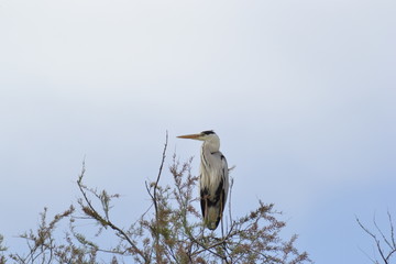 Airone Cenerino della Camargue, parco ornitologico, Provence, Sud France