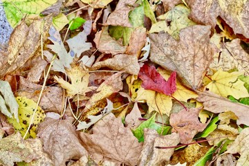 Multi Colored Autumn Leaves