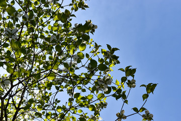 Dogwood Trees amongst clear blue sky