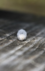 Spider's Egg Sac on wooden table Centered