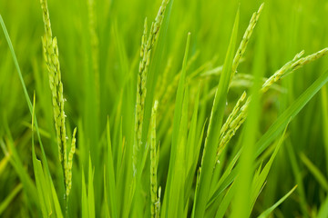 Fototapeta na wymiar Rice in rice field, Selection focus only on some points in the image.