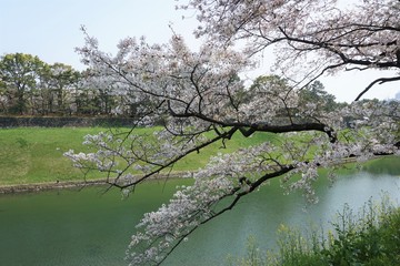 桜と堀