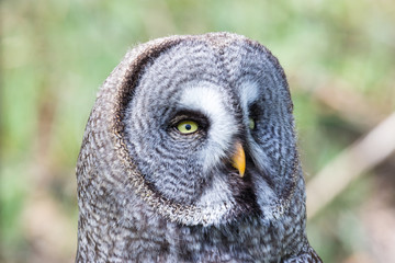 The beautiful great grey owl posing and facing