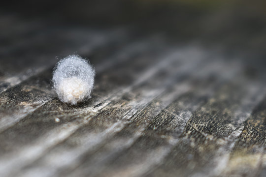 Spider's egg on wood offcentered