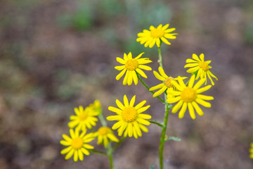 Senecio squalidus known as Oxford ragwort blooming