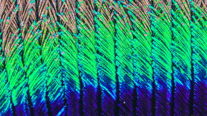 22163_Different_colors_of_the_peacock_on_a_macro_shot.jpg