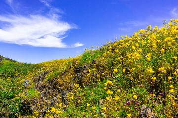Seep monkey flower (Mimulus guttatus) blooming on the meadows of North Table Mountain Ecological Reserve, Oroville, California