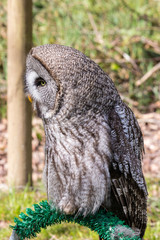 The beautiful great grey owl posing and facing