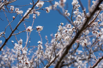 Apricot Flowers Blossom