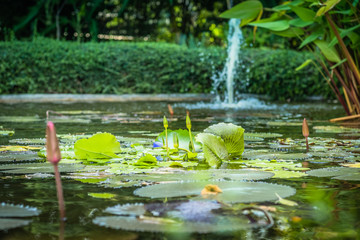 Tropical pond and palm trees. Tropical pond is surrounded by lush vegetation including palm trees and fragrant flowers.