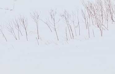 Bare Stems on a Snowy Prairie