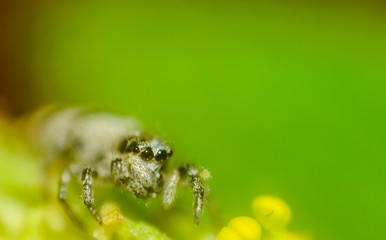 horse spider on a leaf