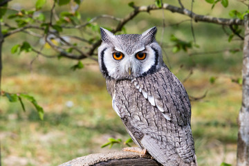 The beautiful southern white faced owl posing and facing
